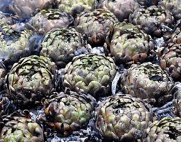 Carciofolata